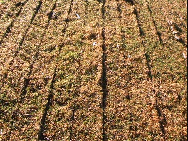 0 SEMEATO TDNG 320 DOUBLE DISC SEEDER NEW RED