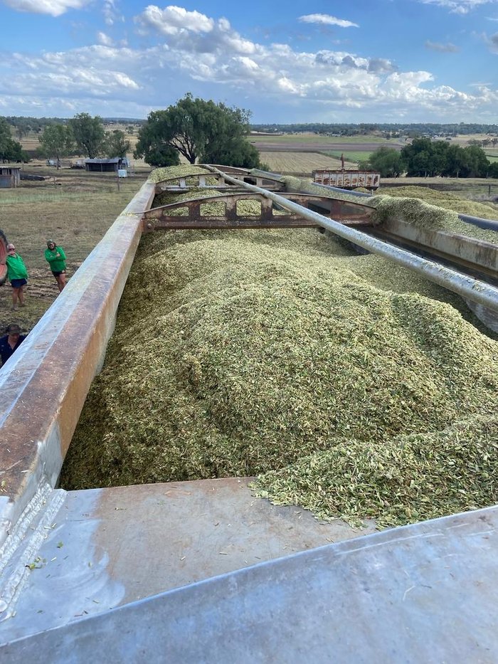 2022 Lusty Pumpa Belt Walking Floor