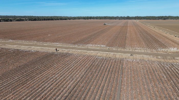 0 SERAFIN ULTISOW STPL ROW CROP SINGLE DISC SEEDER YELLOW