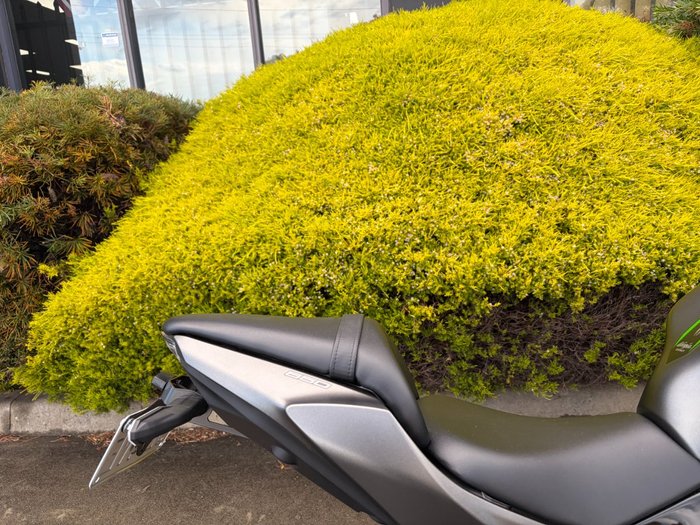 2023 Kawasaki NINJA 650 Grey