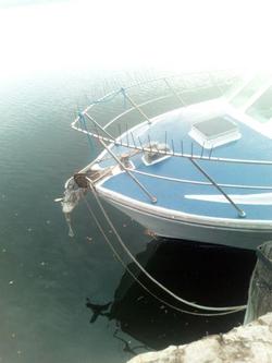 1981 COMMERCIAL CHARTER