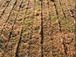 0 Semeato Tdng 320 Double Disc Seeder New RED