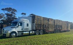 2023 Freightliner Cascadia 126 WHITE