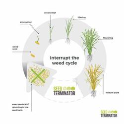 2019 Seed Terminator Ideal Harvester Seed Terminator