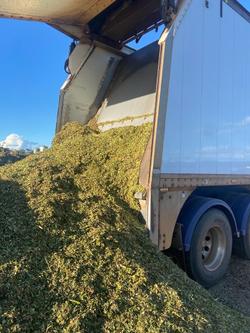 2022 Lusty Pumpa Belt Walking Floor