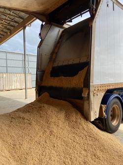 2022 Lusty Pumpa Belt Walking Floor