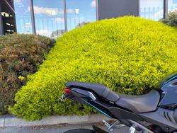 2023 Honda CBR650R Black