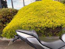 2023 Kawasaki NINJA 650 Grey