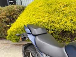 2024 Suzuki GIXXER Hunter Green