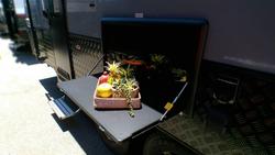 2025 Supreme 1960_C_K1e4b_T Eclipse Sunray 19'6 2 Bunk